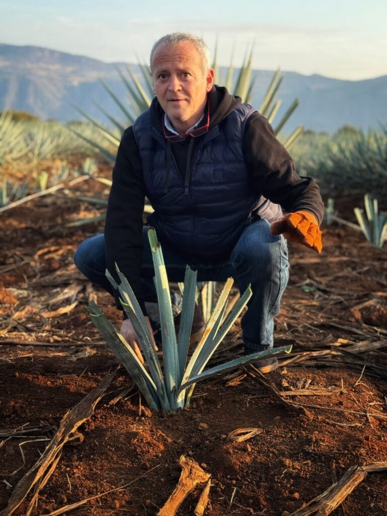 mau plantando agave